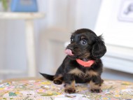 Kaninchen_Dachshund2171