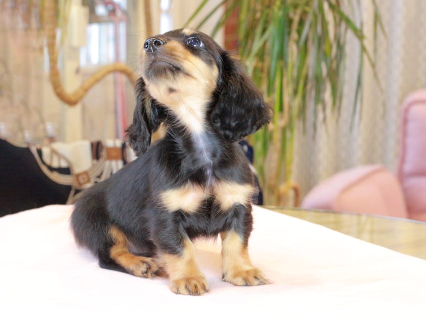 カニンヘン ダックスフンド ガナッシュ & ブルースの子犬 ブラックタン 男の子