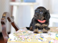 Kaninchen_Dachshund2174