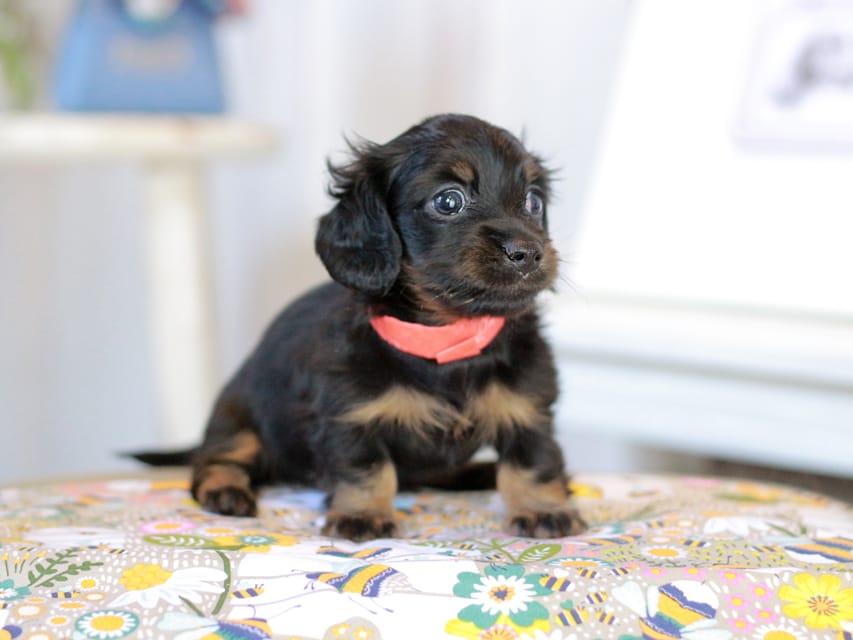 カニンヘン ルフラン&ブルースの子犬 ルフラン&ブルースの子犬 ブラタン 女の子（1）