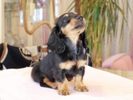 Kaninchen_Dachshund2177