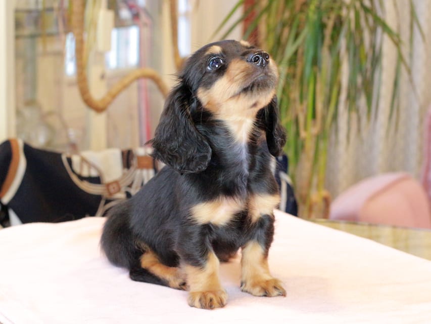 カニンヘン ダックスフンド ガナッシュ & ブルースの子犬 ブラックタン 男の子