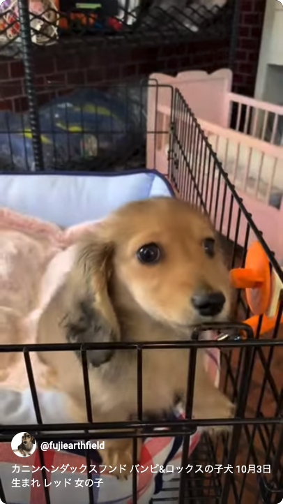 カニンヘンダックスフンド バンビ&ロックスの子犬 レッド 女の子