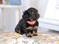 Kaninchen_Dachshund2183 Kaninchen_Dachshund2183