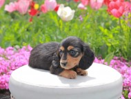 Kaninchen_Dachshund2185