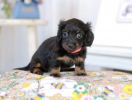 Kaninchen_Dachshund2186 Kaninchen_Dachshund2186