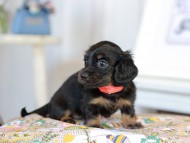 Kaninchen_Dachshund2187 Kaninchen_Dachshund2187