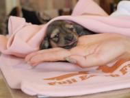 Kaninchen_Dachshund2187 Kaninchen_Dachshund2187