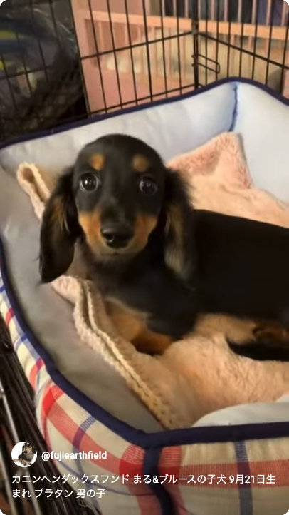 カニンヘンダックスフンド まる&ブルースの子犬 ブラックタン 男の子