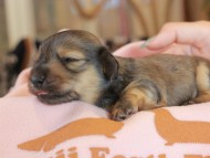 マウ & ブルースの子犬 イエロー 女の子 カニンヘン ダックスフンド