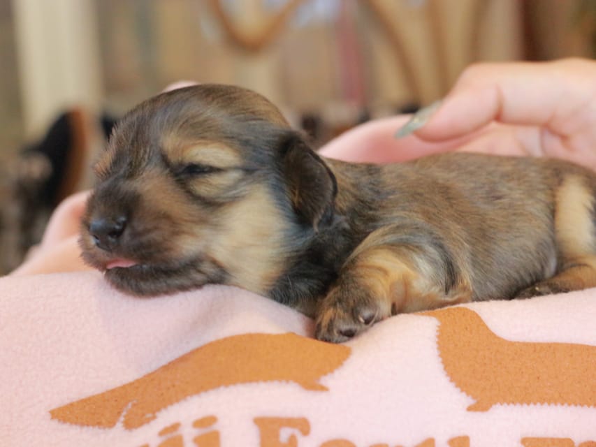 カニンヘン ダックスフンド マウ & ブルースの子犬 イエロー 女の子