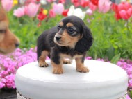 Kaninchen_Dachshund2192 Kaninchen_Dachshund2192