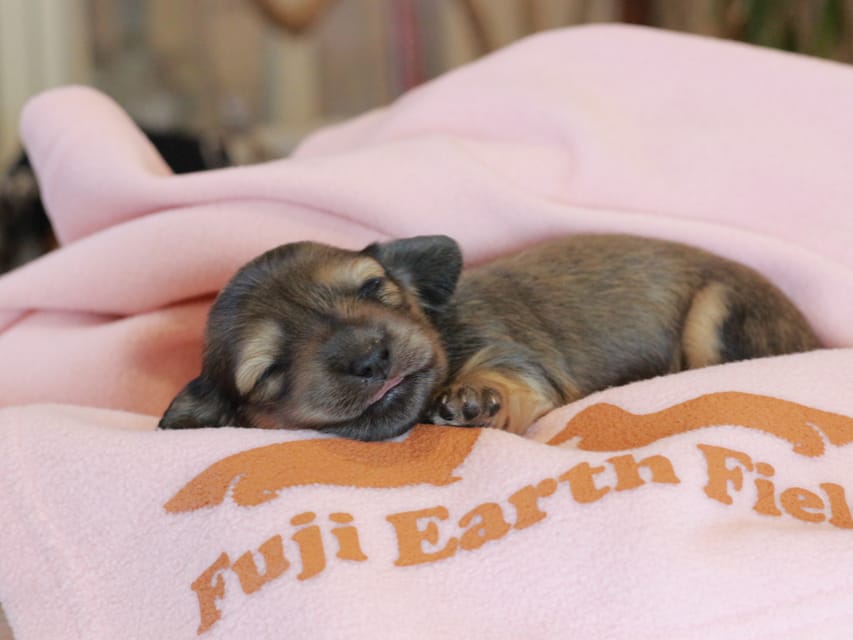 カニンヘン ダックスフンド マウ & ブルースの子犬 イエロー 女の子