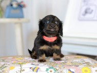 Kaninchen_Dachshund2194