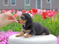 Kaninchen_Dachshund2195