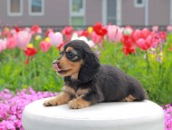 Kaninchen_Dachshund2196