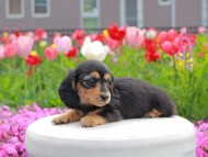 Kaninchen_Dachshund2198