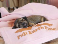 Kaninchen_Dachshund2198 Kaninchen_Dachshund2198