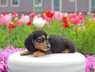 Kaninchen_Dachshund2199