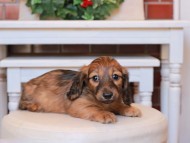 Kaninchen_Dachshund22.03-1