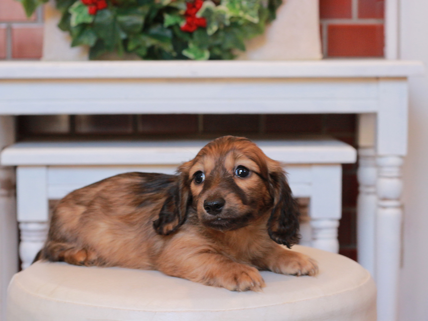 カニンヘンダックスフンド チャンミ & ボノの子犬 シェーデットレッド 男の子