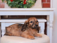 Kaninchen_Dachshund22.07
