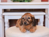 Kaninchen_Dachshund22.33-2