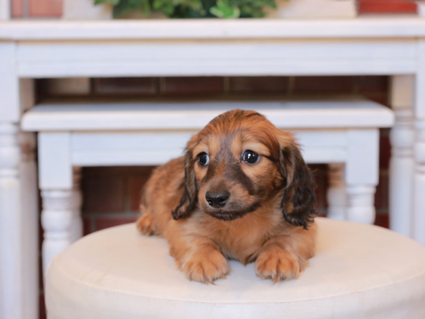 カニンヘンダックスフンド チャンミ & ボノの子犬 シェーデットレッド 男の子