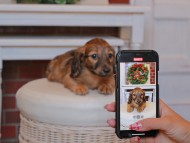 Kaninchen_Dachshund22.51