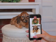 Kaninchen_Dachshund22.52 Kaninchen_Dachshund22.52