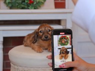 Kaninchen_Dachshund22.53