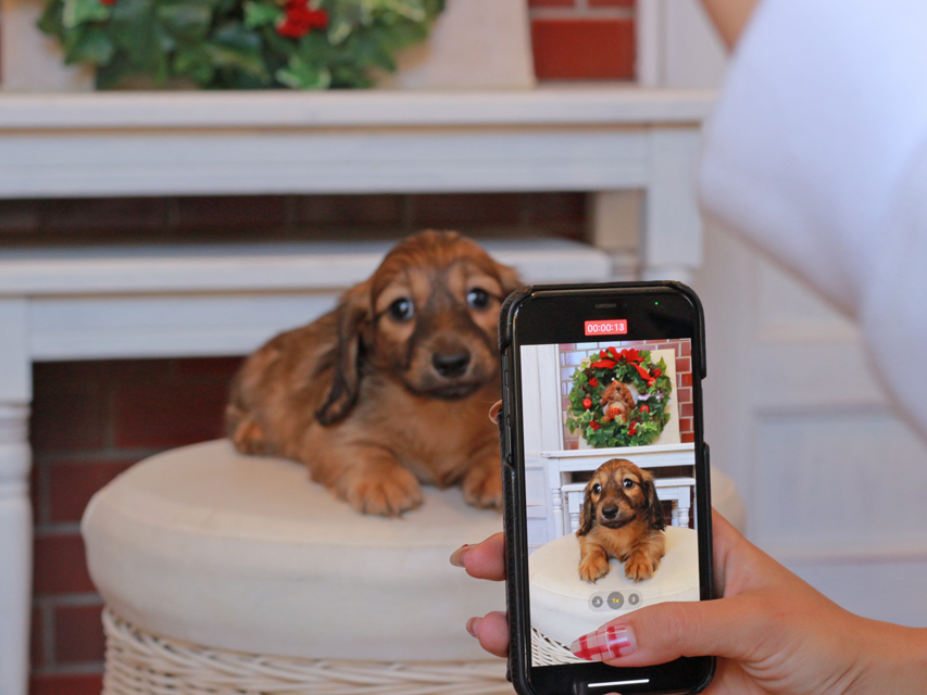カニンヘンダックスフンド チャンミ & ボノの子犬 シェーデットレッド 男の子