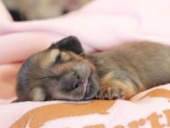 Kaninchen_Dachshund2204 Kaninchen_Dachshund2204