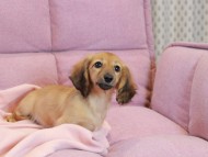 チャンミ ＆ ボノの子犬 レッド 女の子 カニンヘンダックスフンド