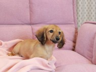Kaninchen_Dachshund2207