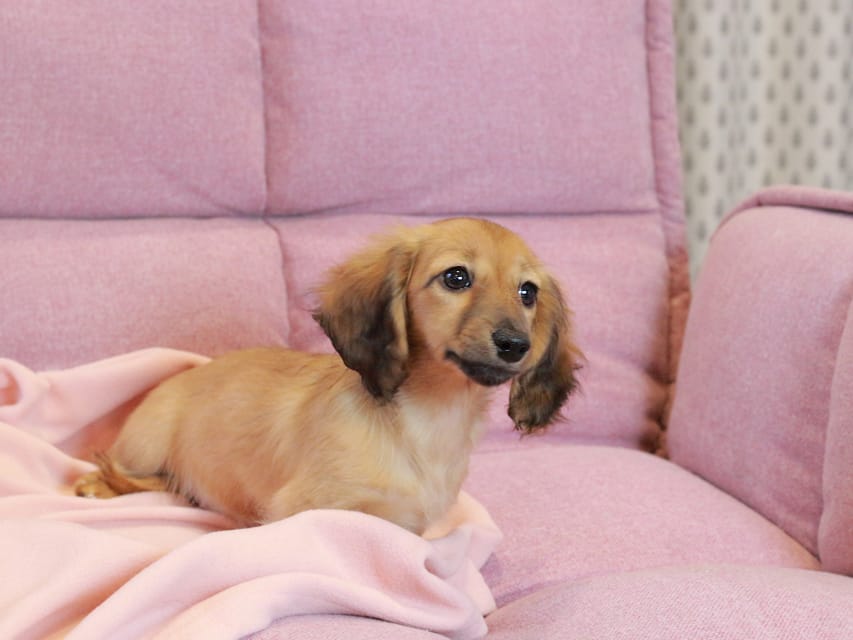 カニンヘン ダックスフンド チャンミ & ボノの子犬 レッド 女の子Kaninchen_Dachshund2207 カニンヘン ダックスフンド チャンミ & ボノの子犬 レッド 女の子