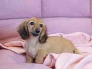 Kaninchen_Dachshund2209