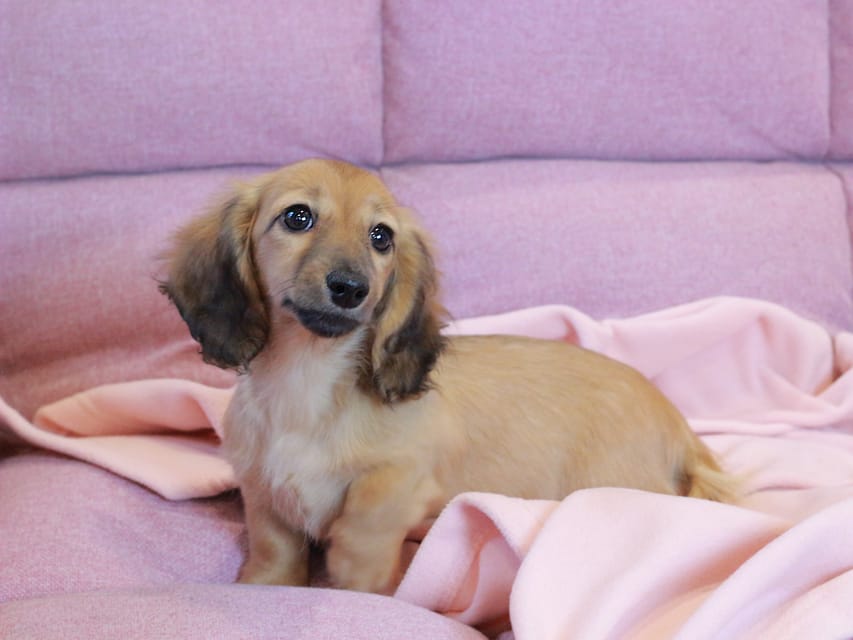 カニンヘン ダックスフンド チャンミ & ボノの子犬 レッド 女の子Kaninchen_Dachshund2209 カニンヘン ダックスフンド チャンミ & ボノの子犬 レッド 女の子