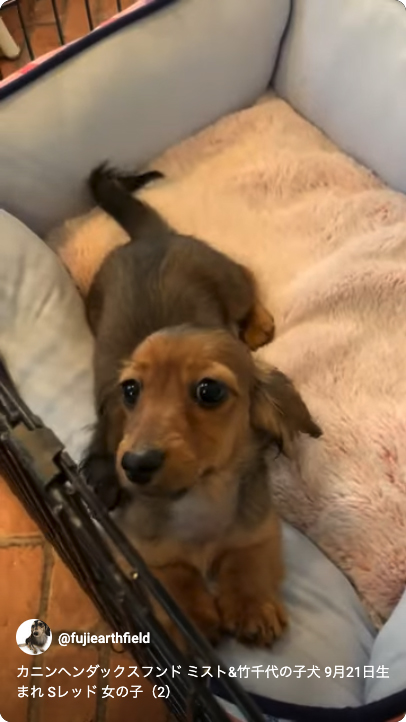 カニンヘンダックスフンド ミスト&竹千代の子犬 シェーデットレッド 女の子（2）