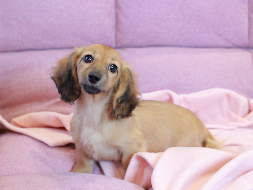 カニンヘン ダックスフンド チャンミ & ボノの子犬 レッド 女の子Kaninchen_Dachshund2210 カニンヘン ダックスフンド チャンミ & ボノの子犬 レッド 女の子