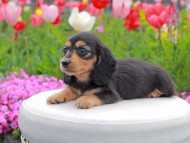 Kaninchen_Dachshund2213