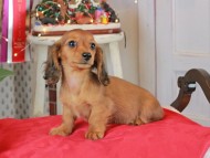Kaninchen_Dachshund2214 Kaninchen_Dachshund2214
