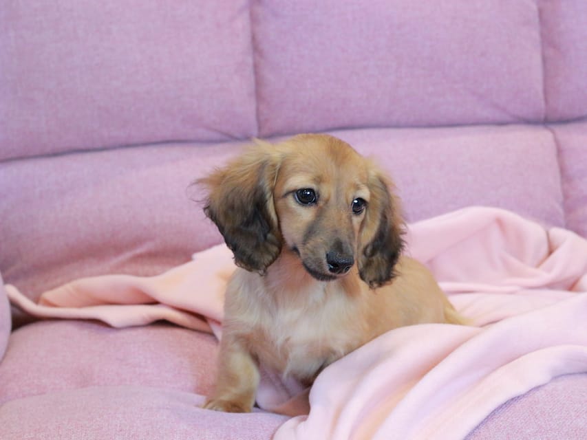 カニンヘン ダックスフンド チャンミ & ボノの子犬 レッド 女の子Kaninchen_Dachshund2214 カニンヘン ダックスフンド チャンミ & ボノの子犬 レッド 女の子