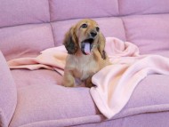 Kaninchen_Dachshund2215 Kaninchen_Dachshund2215