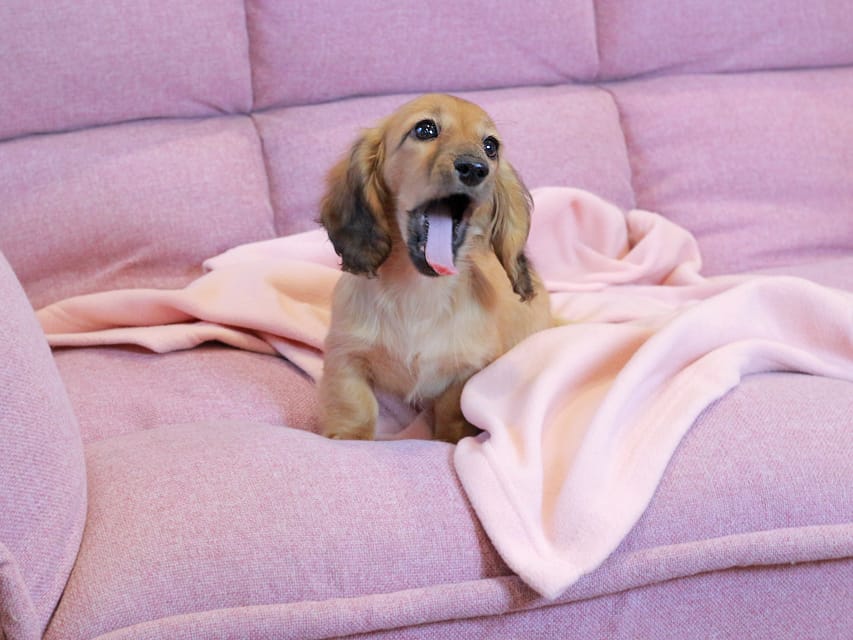 カニンヘン ダックスフンド チャンミ & ボノの子犬 レッド 女の子Kaninchen_Dachshund2215 カニンヘン ダックスフンド チャンミ & ボノの子犬 レッド 女の子