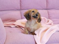 Kaninchen_Dachshund2217 Kaninchen_Dachshund2217