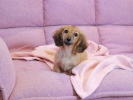 Kaninchen_Dachshund2219 Kaninchen_Dachshund2219