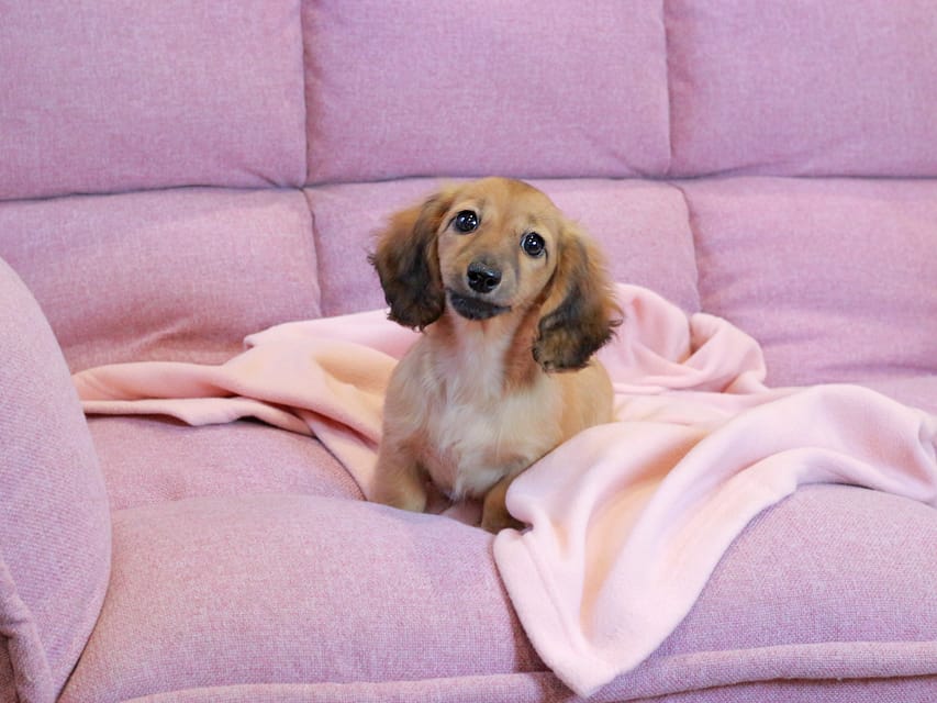 カニンヘン ダックスフンド チャンミ & ボノの子犬 レッド 女の子Kaninchen_Dachshund2219 カニンヘン ダックスフンド チャンミ & ボノの子犬 レッド 女の子