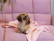 Kaninchen_Dachshund2227