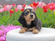 Kaninchen_Dachshund2230